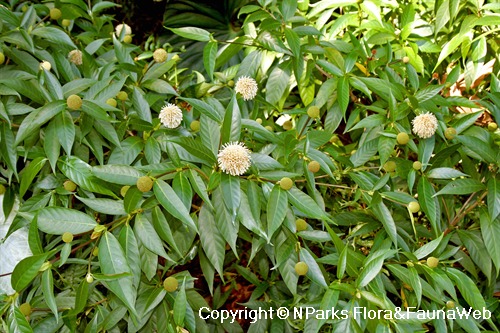 Neonauclea pallida ssp. pallida - flowering specimen grown as shrub in landscape