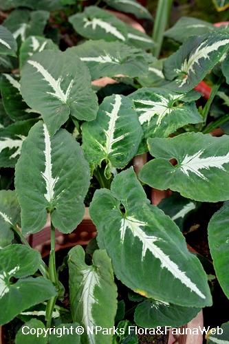 Syngonium wendlandii - attractively-veined foliage