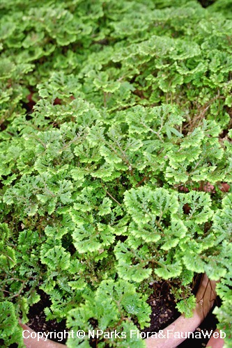 Selaginella kraussiana 'Brownii' - potted plant