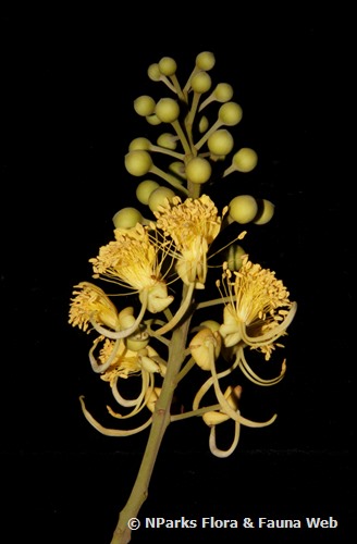 NParks | Swartzia pinnata