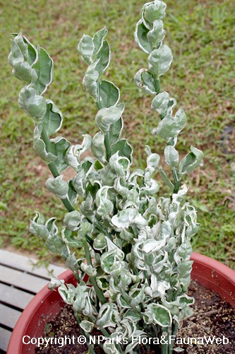 Euphorbia tithymaloides ssp. smallii 'Embraceable You' - potted plant