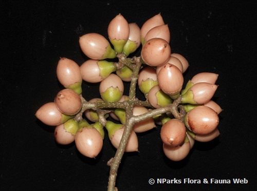 NParks | Cordia dichotoma