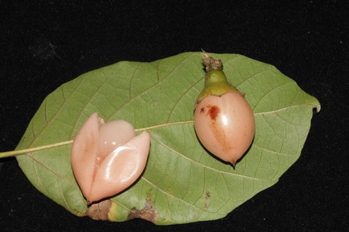 NParks | Cordia dichotoma
