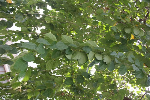 NParks | Cordia dichotoma