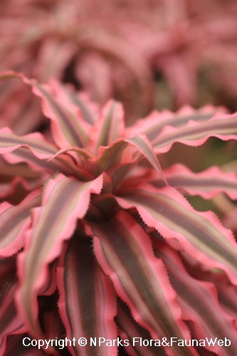 Leaves