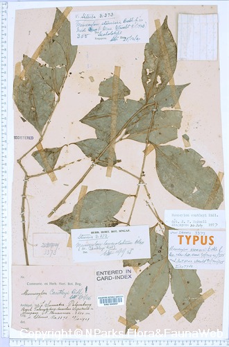 Memecylon cantleyi - isotype specimen collected by CGGJ van Steenis on 29 Oct 1929, type of Memecylon steenisii