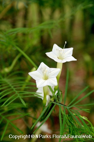 Ipomoea quamoclit 'White Feather' - flowering plant grown on fence