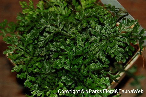Asian Water Fern