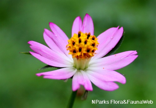 Cosmos caudatus on sale