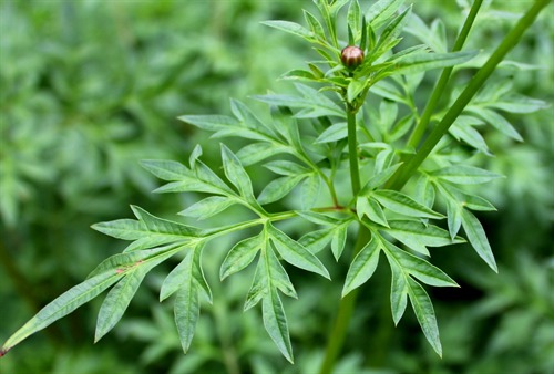 NParks Cosmos caudatus