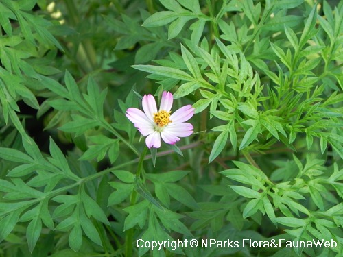 Cosmos caudatus on sale