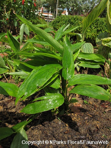 NParks | Maranta arundinacea