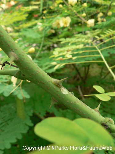 Showing thorns of softwood (green) stems