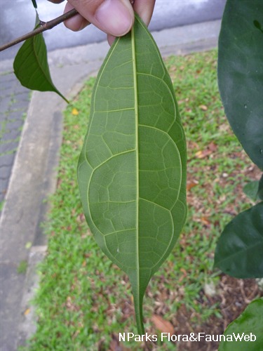 NParks | Ficus heteropleura