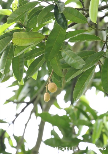 NParks Gonystylus confusus