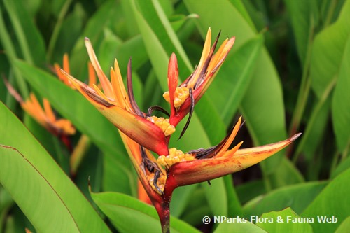 NParks | Heliconia psittacorum 'Golden Torch Adrian'