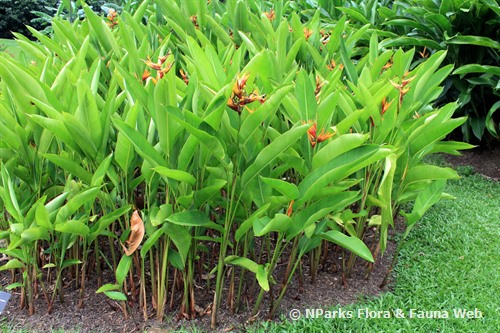 NParks | Heliconia psittacorum 'Golden Torch Adrian'