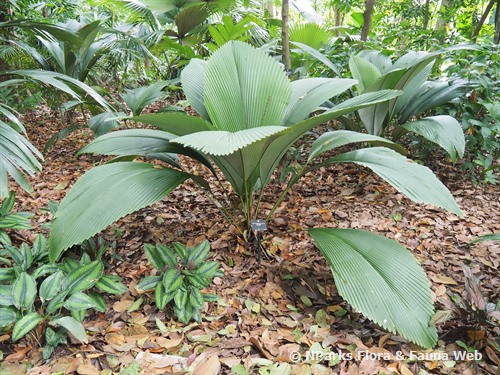 NParks | Johannesteijsmannia magnifica