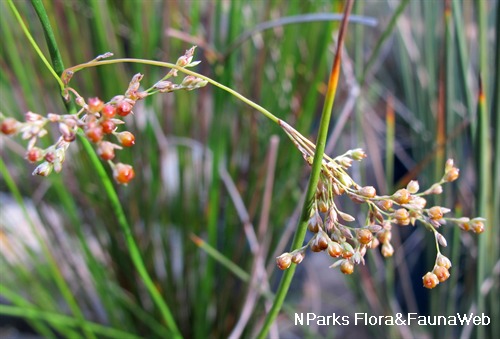 Juncus pencil grass deals