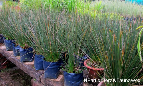 NParks Juncus Pencil Grass