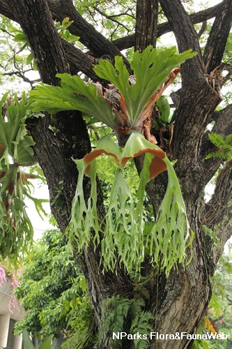 Nparks Platycerium Ridleyi