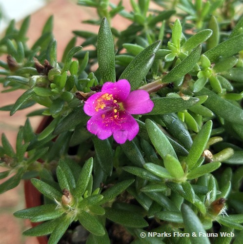 NParks | Portulaca pilosa var pilosa
