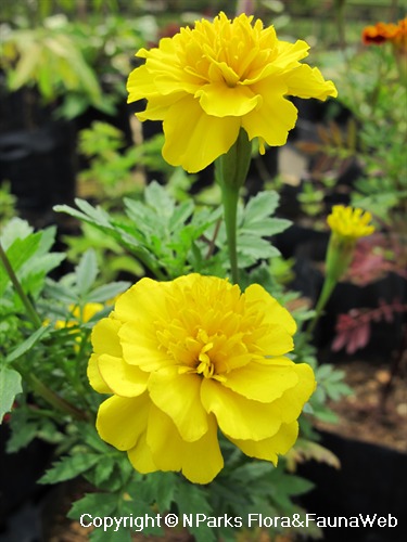 NParks | Tagetes patula (cultivar)