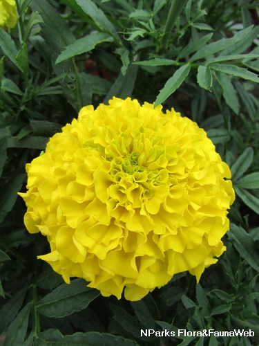 NParks | Tagetes patula (cultivar)