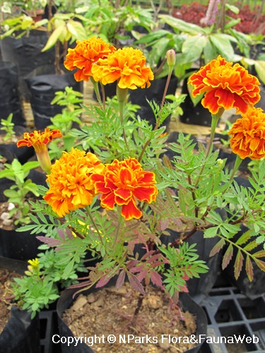 NParks | Tagetes patula (cultivar)