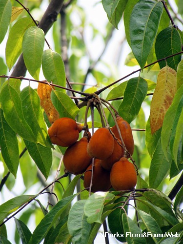 NParks | Falcataria moluccana