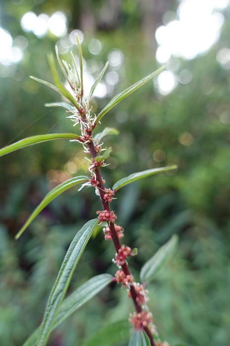 Flowers of Gonostegia hirta