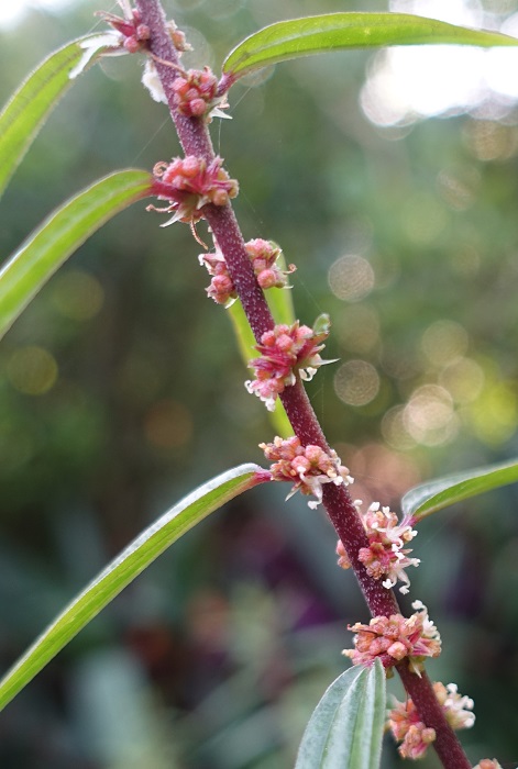 Flowers of Gonostegia hirta