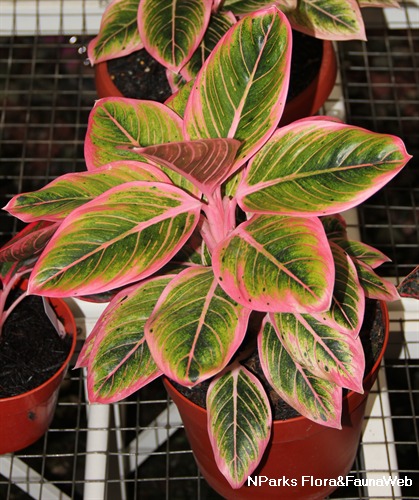 NParks | Aglaonema &lsquo;Siam Aurora&rsquo;