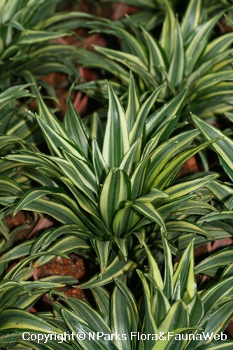 Entire Plant