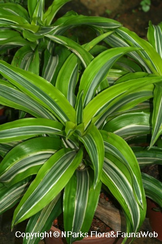 Entire Plant