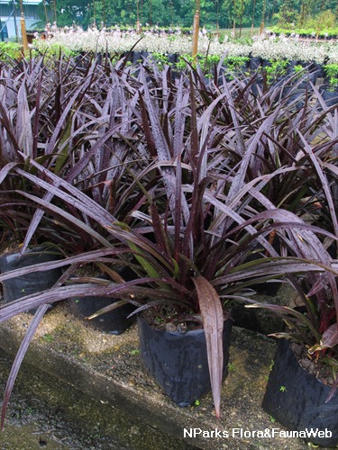 Entire Plant