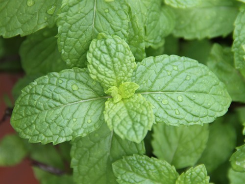 mint leaf shape  Mint leaves, Mint, Leaf shapes