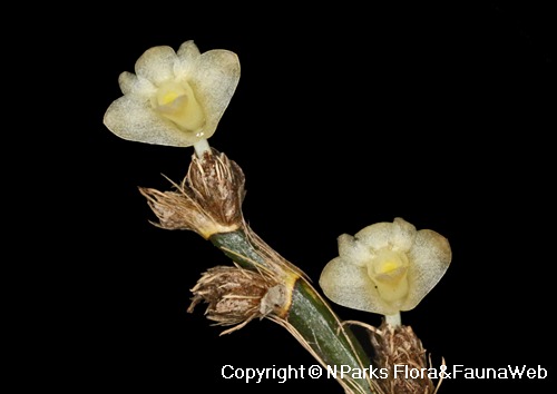 NParks | Dendrobium aloifolium