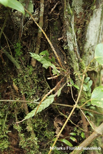 NParks | Dendrobium aloifolium
