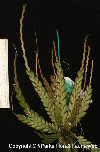 NParks | Dendrobium aloifolium