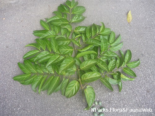 NParks | Canthiumera robusta