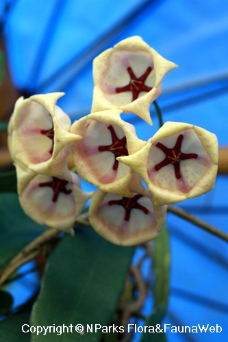 White flowered form of <em>Hoya archboldiana</em>