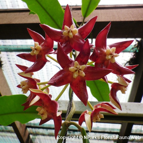 Nparks Hoya Imperialis