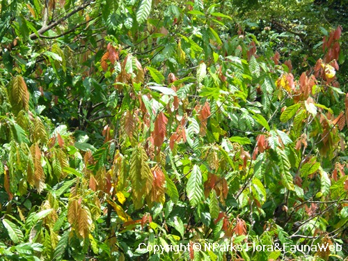 cacao leaves