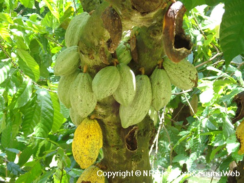 NParks | Theobroma cacao