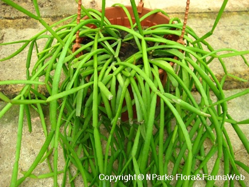 NParks | Rhipsalis teres