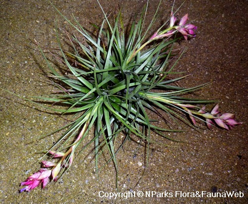 Plant showing clump forming habit