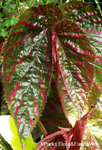 Nparks Begonia Brevirimosa