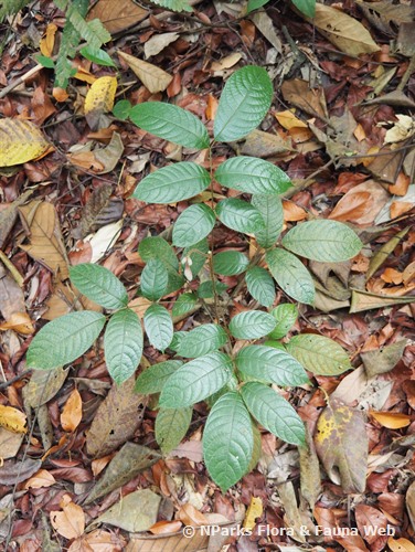 NParks | Canarium pilosum