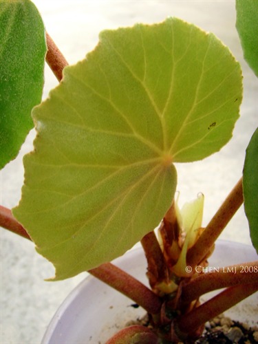 NParks | Begonia floccifera